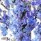 Lilac Dreams - Chuckles lyrics