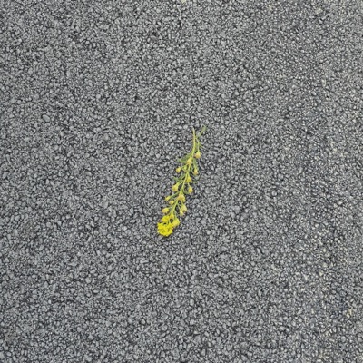 Fake Reasons - Single