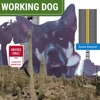 Working Dog - Single