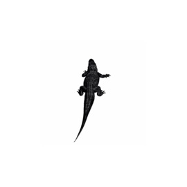Lacoste Jambo’o7
