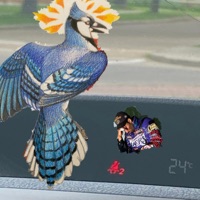 Kobe Bean - Single - Stephen Curtis