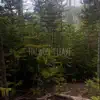 You Won't Leave