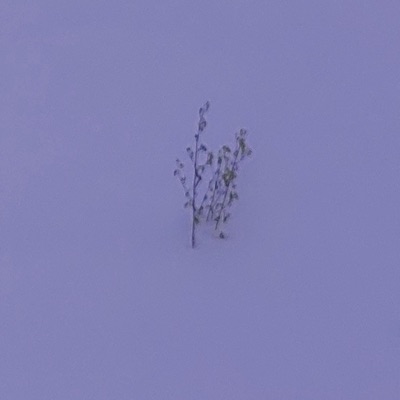 Vague Dream - Single