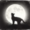 Meow Meow - Danki lyrics