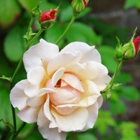 Thankful - Single - Soft Static