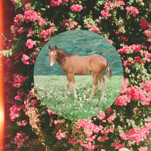 Wildlife — Alice Ivy