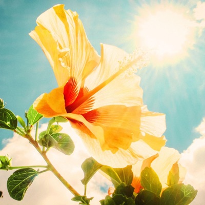 Catch a Vibe - Single