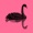 Pink Swan - Intimate