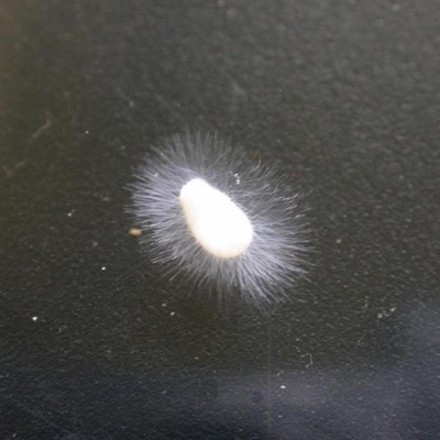 Mold I (feat. Lorenzo Valdesalici) - Single