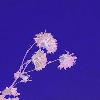 Don't Trust Anyone - Single