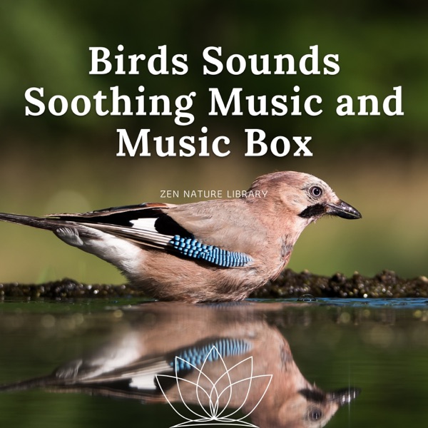 Birds Sounds, Soothing Music and Music Box