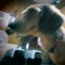 Tylermajor - dog in the evening lyrics