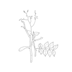 1. El Árbol - Single