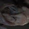 An Angel Gets His Wings Clipped - Croatian Amor lyrics