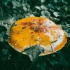 Toadstool - Single