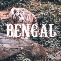 Bengal - Single - Xistence