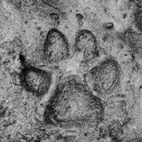 Paw Prints - Single - Qdajuice