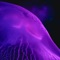 Indigo - lumeThaBaker lyrics