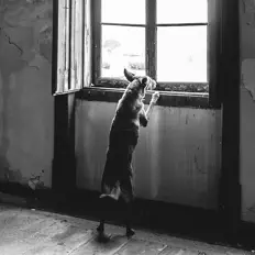 Hör dir Galväo an, schau dir Musikvideos an, lies die Biografie, finde Tourdaten und mehr!