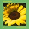 Sunflower artwork
