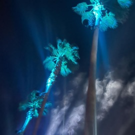 Palm Trees & Extended Magazines GUTTERJUNKIE