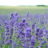Lavender Fields - James Quinn