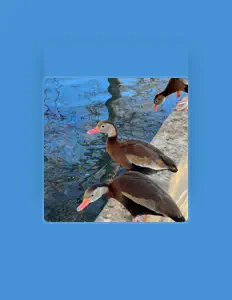 Ouve Hamshyre, vê vídeos de música, lê a biografia, vê as datas da digressão e muito mais!