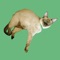 Jingle Cats - Two Cats in a Human Suit lyrics