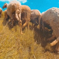 Schetovoditel - Single - THANKS TEDDY, Piripiri & KAY BE