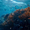 Olivia Côte La Mer La Mer - Single