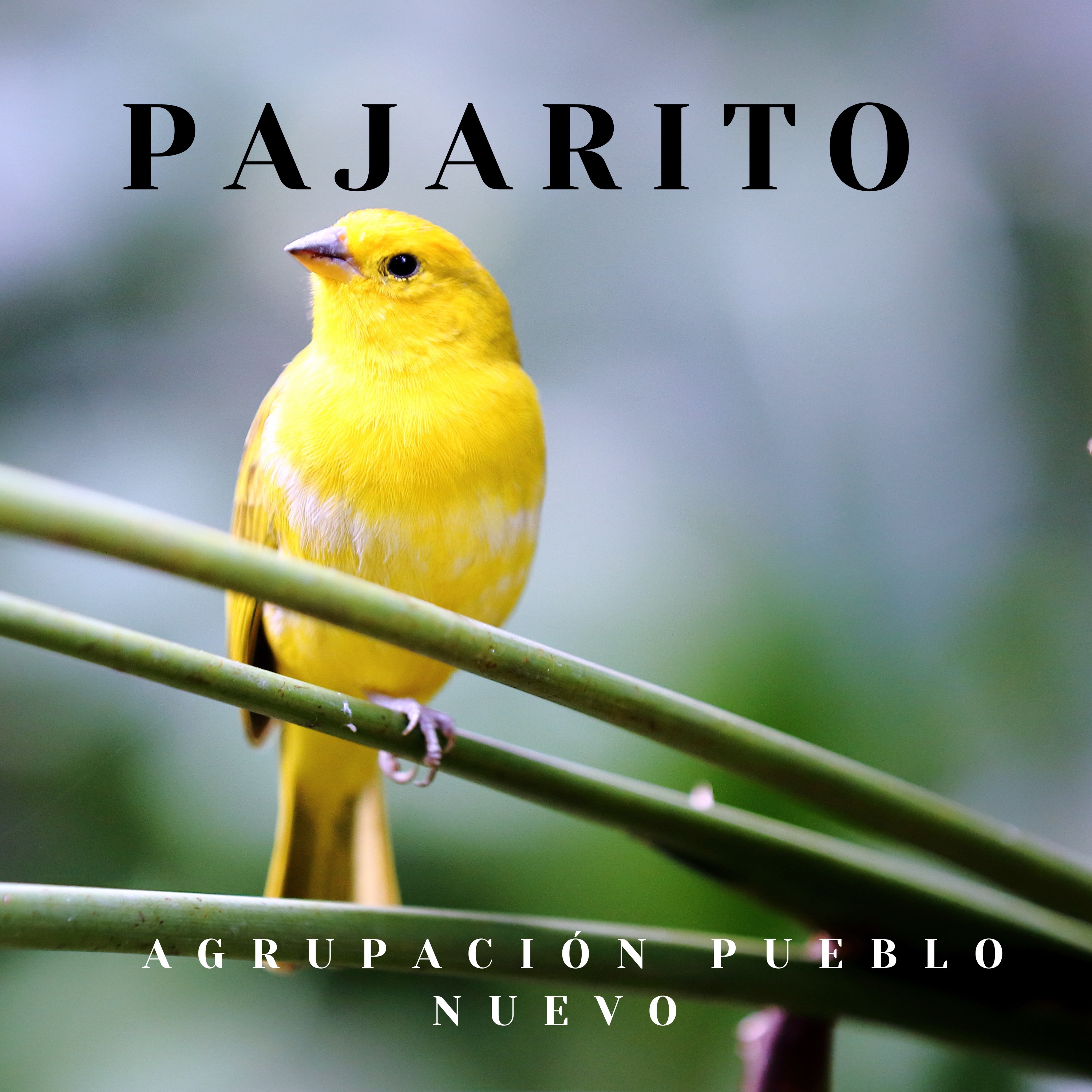 Pajarito - Single