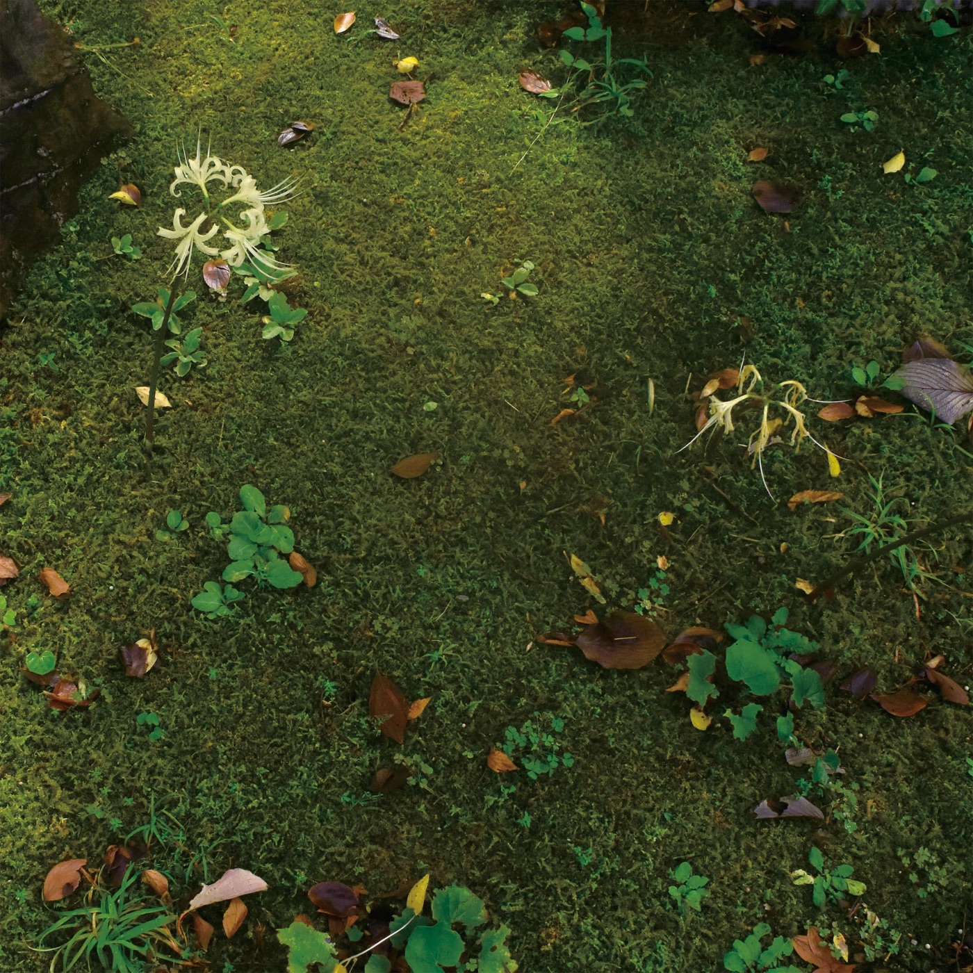 Summer Chronicles by David Cordero, Rhucle