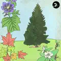Spruce