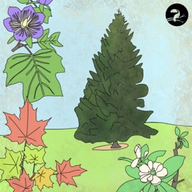 Spruce Noflik & Showyou