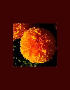 Hör dir CRJ an, schau dir Musikvideos an, lies die Biografie, finde Tourdaten und mehr!