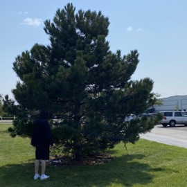 hi&mighty tennessee flat top box