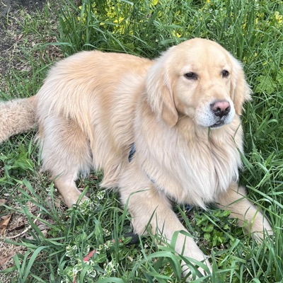 Golden Energy