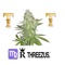 Tmt - T-RossT3 lyrics