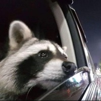 But Why? - Single - ito