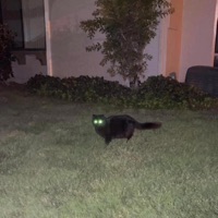 black cat - Single - jxck