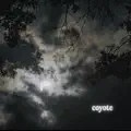 Coyote