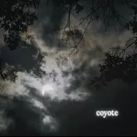 Coyote — LYYN
