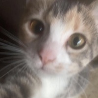 Foundthe1 - Single - YvngHumid