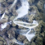 Kush Up - Single