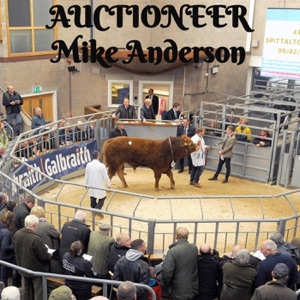 Auctioneer - Single