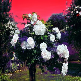 Away From Me LilTooSad & RainingOnRoses