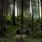 Zim's Forest - RVY Cedtune lyrics