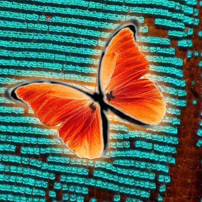 Mariposas - Single