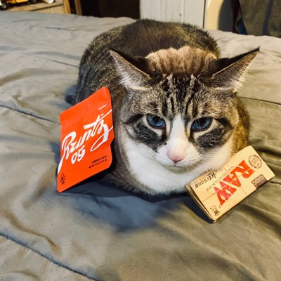 Feelin' a Vvibe. (feat. Jayyar & Neron) - Single