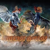 Buenos Gallos (feat. Beto Robles) - Single - Jeeig Tabarap